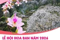 Lễ hội Hoa Ban năm 2026: Điểm hẹn mùa Xuân hấp dẫn