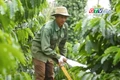 Điểm tin trưa: Nông dân Gia Lai khó mua xăng dầu phục vụ tưới cà phê