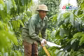 Điểm tin trưa: Nông dân Gia Lai khó mua xăng dầu phục vụ tưới cà phê