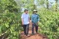 Tái canh cà phê: “Chìa khóa” nâng cao năng suất, thu nhập