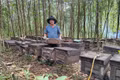 Gia Lai liên kết phát triển bền vững nghề nuôi ong 