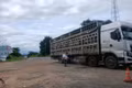 Gia Lai chủ động ngăn chặn nguy cơ vi rút lở mồm long móng chủng SAT1.