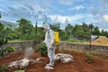 Gia Lai triển khai các biện pháp phòng-chống bệnh dịch tả heo châu Phi