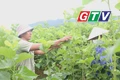 Hiệu quả mô hình trồng dâu nuôi tằm trên vùng đất An Hòa
