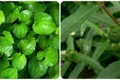 Các loại lá uống mát gan, giải độc cơ thể hiệu quả