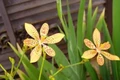 Tìm thấy chất ức chế ung thư phổi trong cây xạ can
