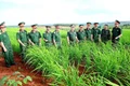 Binh đoàn 15 cho dân mượn đất trồng lúa