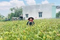 Rượu cần từ hạt cào - sinh kế bền vững của người Bana Đak Pơ