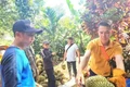 Sầu riêng nhiễm chất cấm sắp 'hết cửa' ở Đắk Lắk