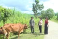 Tín dụng chính sách góp phần đẩy lùi “tín dụng đen”
