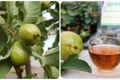 5 nhóm người nên thường xuyên uống nước lá ổi