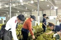 Sầu riêng Việt Nam sẽ đi đâu về đâu?