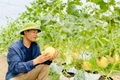 Chứng nhận VietGAP: “Bệ phóng” xây dựng nông sản sạch