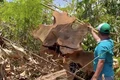Phá cả cánh rừng, dựng nhà gỗ trái phép sát trụ sở UBND huyện