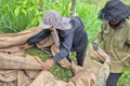 Trung Quốc dẫn đầu nhập khẩu hồ tiêu Việt Nam