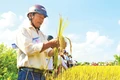 Hợp tác xã nông nghiệp Phước Hưng: Điển hình phát triển kinh tế tập thể