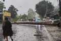 Đắk Lắk: Cổ thụ bật gốc, đè xe cứu thương