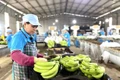 Xuất khẩu Gia Lai tăng tốc về đích