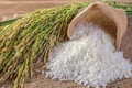 Thủ tướng chỉ đạo nghiên cứu thông tin về giải pháp để gạo Việt giữ vị trí xuất khẩu thứ hai thế giới