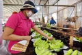 Giải pháp nâng tầm sản phẩm nông nghiệp