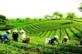 Ban hành Quy chế hoạt động của Ban Chỉ đạo quốc gia về kinh tế tập thể. Ảnh minh họa: VGP