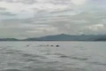 Hơn 20 con cá heo bơi lội tung tăng trên vùng biển Hòn Cau