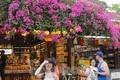 Bạn trẻ mê mẩn check in với loài hoa 'đặc sản' phố cổ Hội An