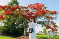 Người trẻ mặc áo dài, mang cặp xách đến giữa đồng chụp ảnh cùng cây phượng