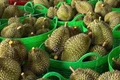 Bác thông tin sai lệch 'sầu riêng nhúng hóa chất' tại Đắk Nông