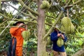 Để sầu riêng Gia Lai vươn xa
