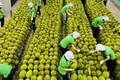 Sầu riêng Việt Nam sắp 'lên đời'