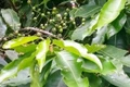 Lá vối có tác dụng gì?