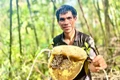 Theo chân thợ săn mật ong đất