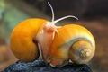 Hy vọng phục hồi thị lực cho con người nhờ phát hiện loài ốc mọc lại mắt