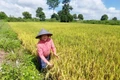 Kỳ vọng giống lúa mới chất lượng cao