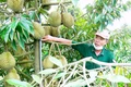 Ngọt thơm mùa quả chín