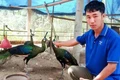“Vua chim” Gia Lai và khoảng cách giữa vinh danh - vòng lao lý