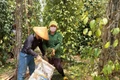 Đầu tư thâm canh tăng năng suất, chất lượng hồ tiêu