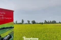 Hết thời trồng lúa kiểu 'nhất nước, nhì phân, tam cần, tứ giống'