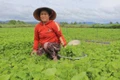 Trồng rau má mang lại thu nhập ổn định