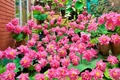 Người phụ nữ cắm hoa sen khắp cầu thang, dân mạng tưởng lạc vào vườn hoa