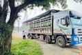 Chủ động phòng, chống dịch tả heo châu Phi