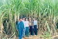 Những tỷ phú mía ở Pờ Tó