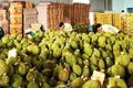 Để sầu riêng Việt trụ vững đường dài