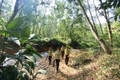 Kiện toàn lực lượng, tăng hiệu quả bảo vệ rừng trong tình hình mới