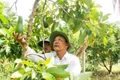 Tây Nguyên: Bơ đầu mùa giá gấp đôi năm trước