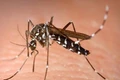 Brazil nuôi muỗi kháng virus đối phó với dịch sốt xuất huyết