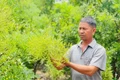 Nông dân Ia Blứ trồng hoa hòe theo tiêu chuẩn VietGAP