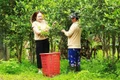 Giữ vị chè Truồi