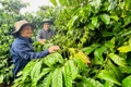 Vườn cây của gia đình chị Nguyễn Thị Huệ -Công nhân Đội 2, Công ty Cà phê Ia Sao 2 trồng năm 1986 vẫn đạt sản lượng 24 tấn quả tươi/ha. Ảnh: Đinh Yến